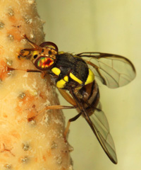 Rod-horn fruit fly attracted by a aroid spadix